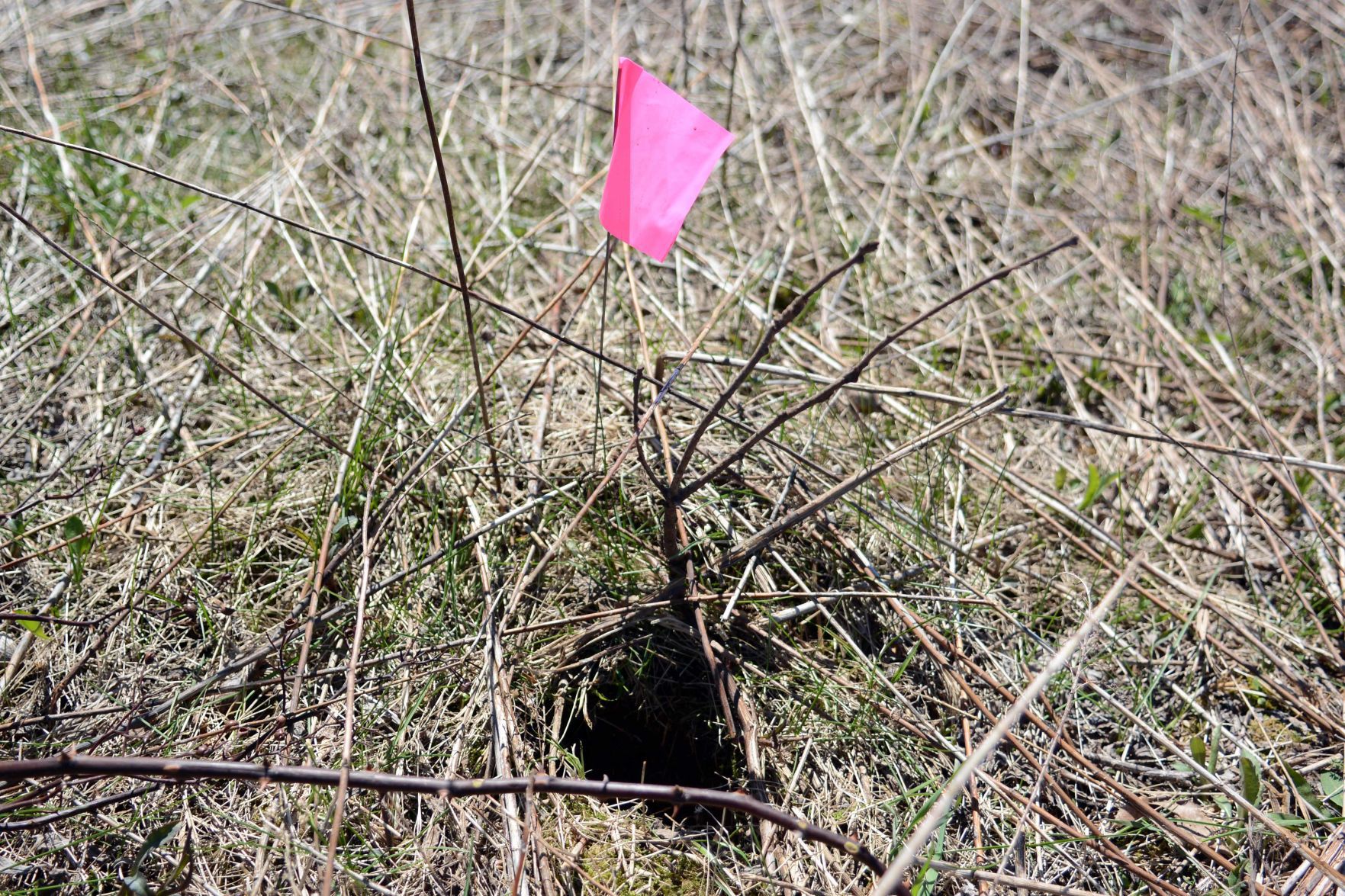 Earth Day tree planting in Baraboo Hills, April 20